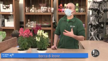 Bocca Di Leone (Un Giorno, Un Fiore 28 Febbraio 2022)