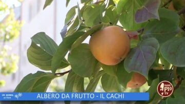 Albero Da Frutto: Il Cachi (Un Giorno Un Fiore 26 Novembre)