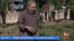 Erbe Spontanee – La Portulaca (Un Giorno Un Fiore 22 Ottobre)