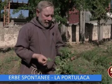Erbe Spontanee – La Portulaca (Un Giorno Un Fiore 22 Ottobre)