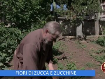 Fiori Di Zucca E Zucchine (Un Giorno Un Fiore 5 Novembre)