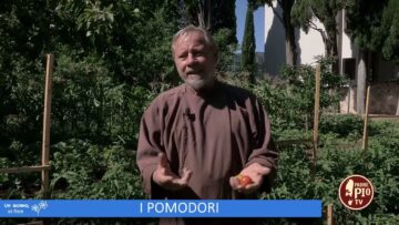 I Pomodori (Un Giorno Un Fiore 12 Novembre )