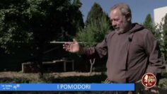 I Pomodori (Un Giorno Un Fiore 15 Ottobre 2022)