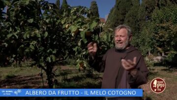 Il Melocotogno (Un Giorno Un Fiore 3 Dicembre)
