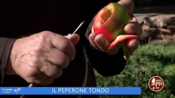 Il Peperone Tondo (Un Giorno Un Fiore 24 Dicembre 2022)