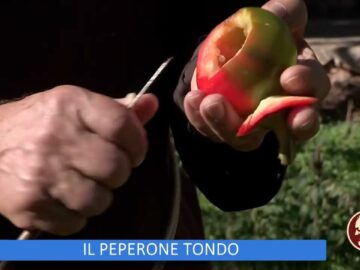 Il Peperone Tondo (Un Giorno Un Fiore 24 Dicembre 2022)