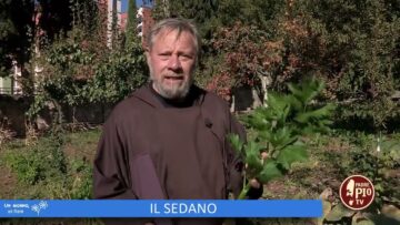 Il Sedano (Un Giorno Un Fiore 10 Dicembre)