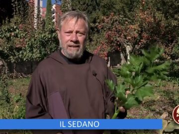 Il Sedano (Un Giorno Un Fiore 10 Dicembre)