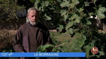 La Borragine (Un Giorno Un Fiore 31 Dicembre)