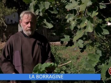 La Borragine (Un Giorno Un Fiore 31 Dicembre)