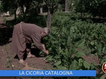 La Cicoria Catalogna (Un Giorno Un Fiore 19 Novembre 2022)