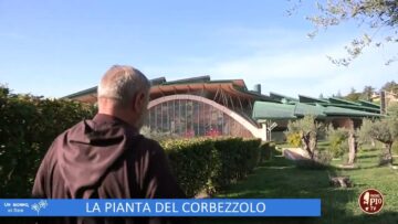 La Pianta Del Corbezzolo (Un Giorno Un Fiore 28 Gennaio)