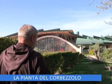 La Pianta Del Corbezzolo (Un Giorno Un Fiore 28 Gennaio)