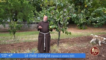 Le Mele Cotogne (Un Giorno, Un Fiore 2 Aprile 2022)