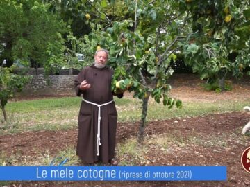 Le Mele Cotogne (Un Giorno, Un Fiore 2 Aprile 2022)