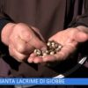 Pianta Lacrime Di Giobbe (Un Giorno Un Fiore 7 Gennaio 2023)