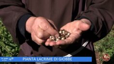 Pianta Lacrime Di Giobbe (Un Giorno Un Fiore 7 Gennaio 2023)