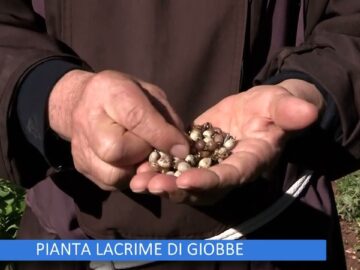 Pianta Lacrime Di Giobbe (Un Giorno Un Fiore 7 Gennaio 2023)