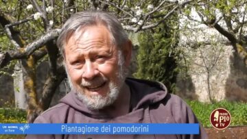 Piantagione Di Pomodori (Un Giorno, Un Fiore 9 Aprile 2022)