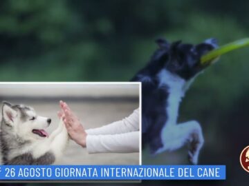 26 Agosto: Giornata Internazionale Del Cane (Un Giorno Una Storia 26 Agosto)