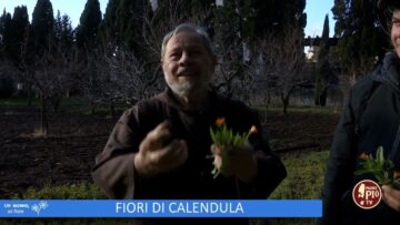 Fiori Di Calendula (Un Giorno Un Fiore 18 Marzo)