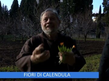 Fiori Di Calendula (Un Giorno Un Fiore 18 Marzo)