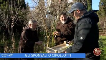 Gli Sponsali O Cipollotti (un Giorno, Un Fiore 4 Marzo )