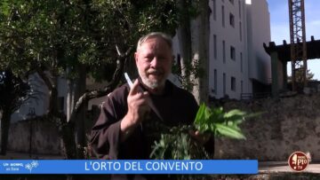 La Cicoria (Un Giorno Un Fiore 18 Febbraio)