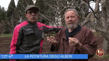 La Potatura Degli Alberi (Un Giorno Un Fiore 25 Marzo)