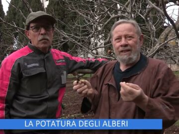 La Potatura Degli Alberi (Un Giorno Un Fiore 25 Marzo)