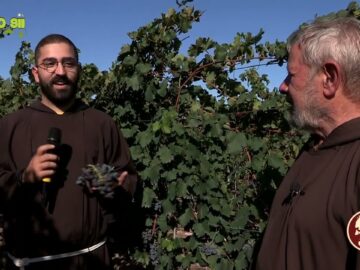 La Vendemmia (Laudato Sii 6 Novembre 2022)