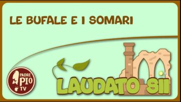 Le Bufale E I Somari (Laudato Sii 29 Maggio 2022