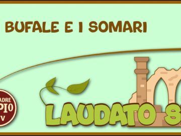 Le Bufale E I Somari (Laudato Sii 29 Maggio 2022