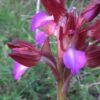 Orchidee Spontanee Del Gargano Con Orazio Armillotta: La Anacamptis Papilionacea 28 Marzo 2023