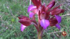 Orchidee Spontanee Del Gargano Con Orazio Armillotta: La Anacamptis Papilionacea 28 Marzo 2023