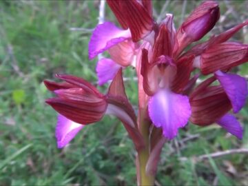 Orchidee Spontanee Del Gargano Con Orazio Armillotta: La Anacamptis Papilionacea 28 Marzo 2023