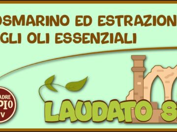 Rosmarino Ed Estrazione Di Oli Essenziali (Laudato Sii 13 Marzo 2022)