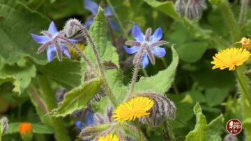La Borraggine (Un Giorno Un Fiore 29 Aprile)