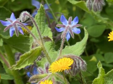 La Borraggine (Un Giorno Un Fiore 29 Aprile)