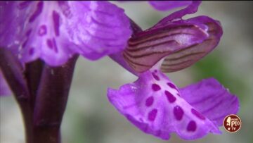 Orchidee Spontanee Del Gargano – Anacamptis Morio 18 Aprile 2023