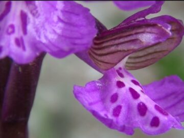 Orchidee Spontanee Del Gargano – Anacamptis Morio 18 Aprile 2023