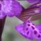 Orchidee spontanee del Gargano – Anacamptis morio 18 Aprile 2023