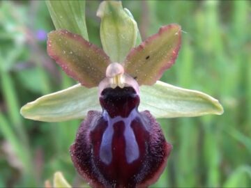 Orchidee Spontanee Del Gargano. Orazio Armillotta Ci Presenta La Ophrys Garganica 4 Aprile 2023