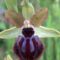 Orchidee Spontanee Del Gargano. Orazio Armillotta Ci Presenta La Ophrys Garganica 4 Aprile 2023