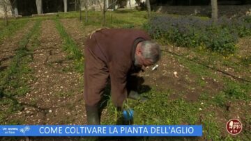 Come Coltivare La Pianta Dellaglio (Un Giorno Un Fiore 13 Maggio)