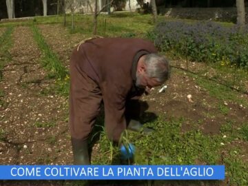 Come Coltivare La Pianta Dellaglio (Un Giorno Un Fiore 13 Maggio)