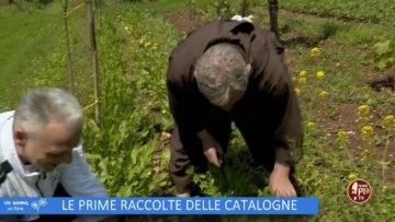 Le Prime Raccolte Delle Catalogne ( Un Giorno Un Fiore 27 Maggio)