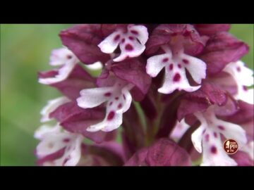 Neotinea Ustulata (Orchidee Spontanee Del Gargano 16 Maggio 2023)