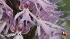 Orchis Italica