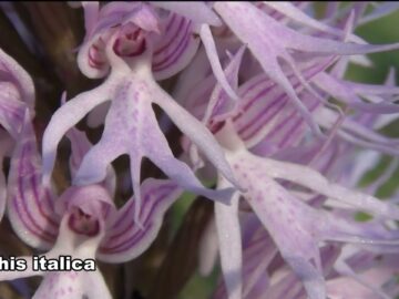 Orchis Italica